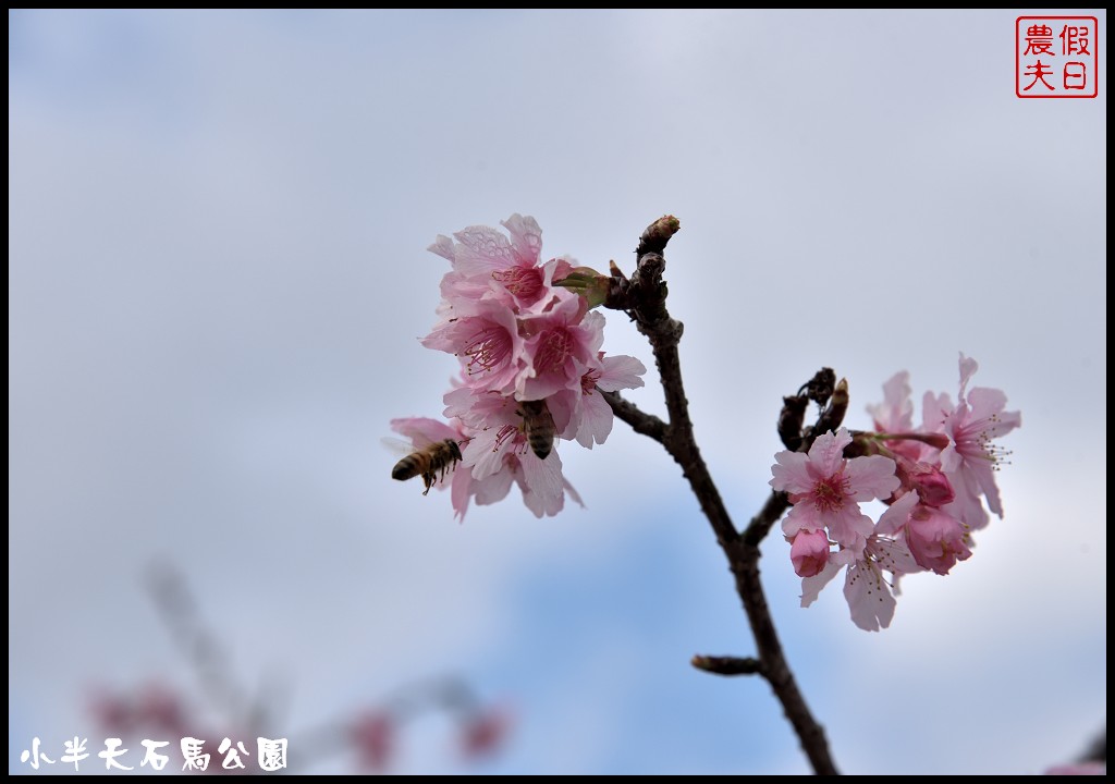 南投景點|鹿谷小半天石馬公園河津櫻花開了/2018鹿谷櫻花冬筍季/免費賞櫻 @假日農夫愛趴趴照