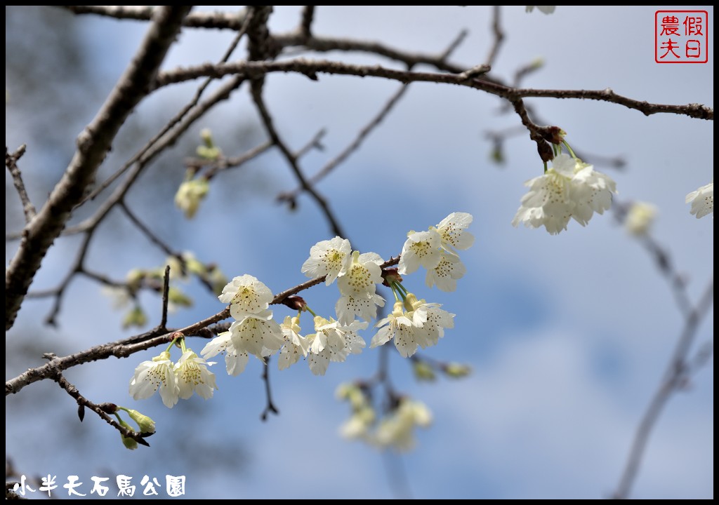 南投景點|鹿谷小半天石馬公園河津櫻花開了/2018鹿谷櫻花冬筍季/免費賞櫻 @假日農夫愛趴趴照