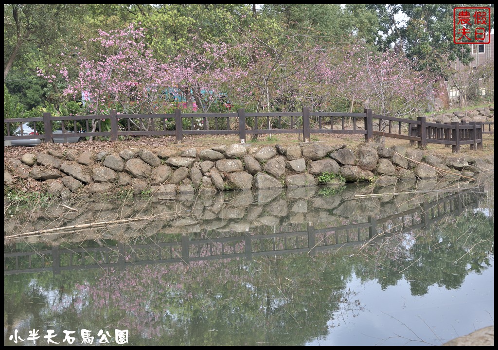 南投景點|鹿谷小半天石馬公園河津櫻花開了/2018鹿谷櫻花冬筍季/免費賞櫻 @假日農夫愛趴趴照