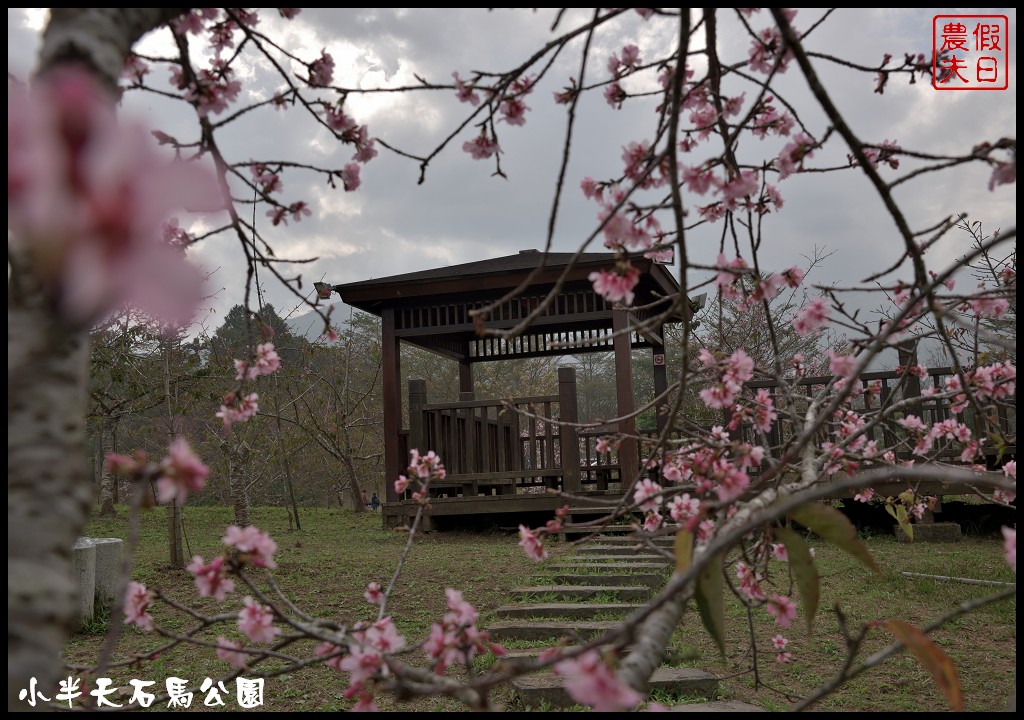 南投景點|鹿谷小半天石馬公園河津櫻花開了/2018鹿谷櫻花冬筍季/免費賞櫻 @假日農夫愛趴趴照