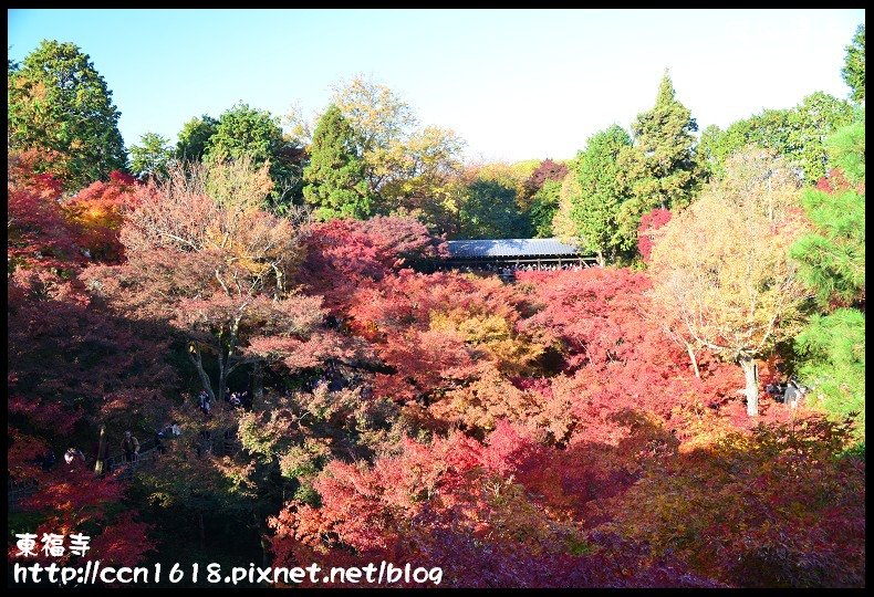 【日本旅遊】京都大阪賞楓自由行．東福寺．楓姿卓越 @假日農夫愛趴趴照