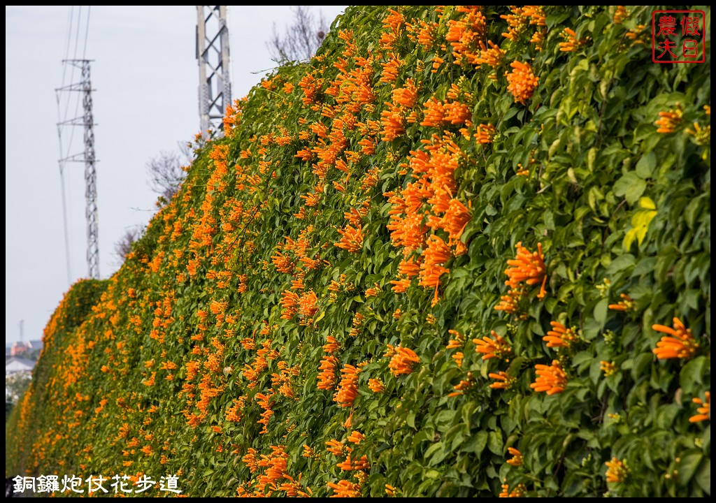 【農夫愛賞花】苗栗銅鑼炮仗花步道．走進金黃色瀑布裡/銅鑼工業區/免費參觀/一日遊/銅鑼環保公園 @假日農夫愛趴趴照