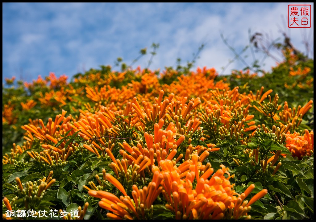 【農夫愛賞花】苗栗銅鑼炮仗花步道．走進金黃色瀑布裡/銅鑼工業區/免費參觀/一日遊/銅鑼環保公園 @假日農夫愛趴趴照