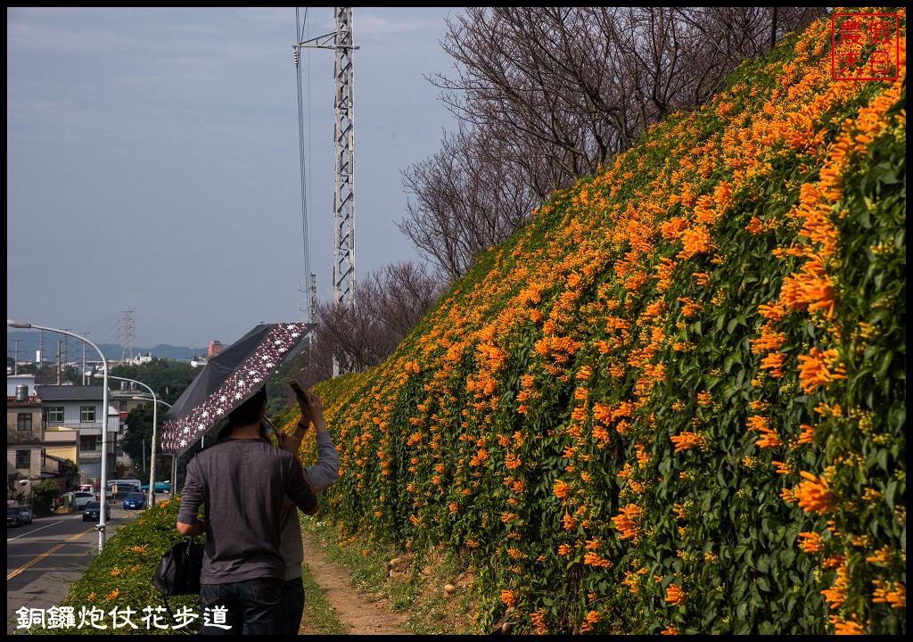 【農夫愛賞花】苗栗銅鑼炮仗花步道．走進金黃色瀑布裡/銅鑼工業區/免費參觀/一日遊/銅鑼環保公園 @假日農夫愛趴趴照