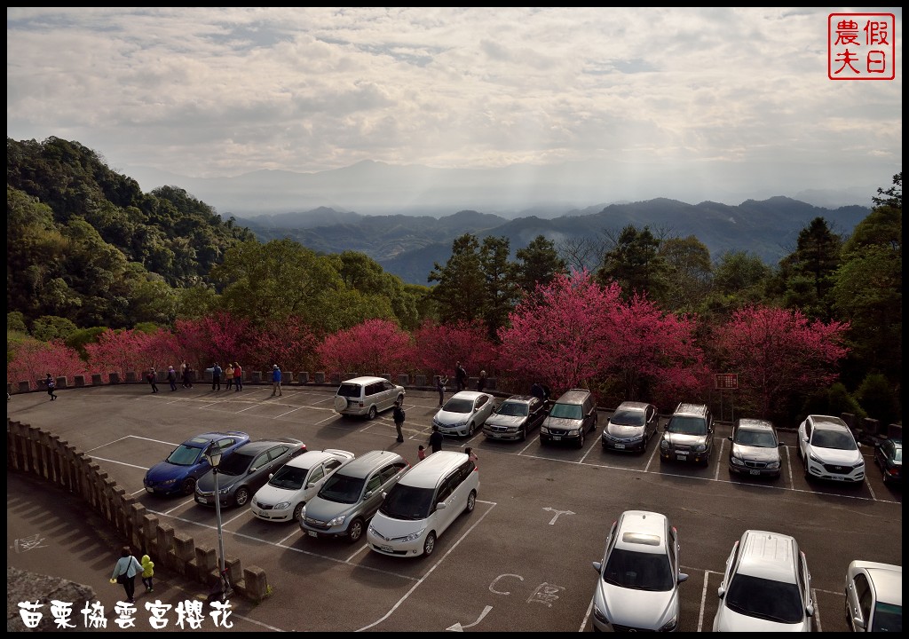 【苗栗賞櫻秘境】獅潭協雲宮．被櫻花包圍的寺廟/交通/停車 @假日農夫愛趴趴照