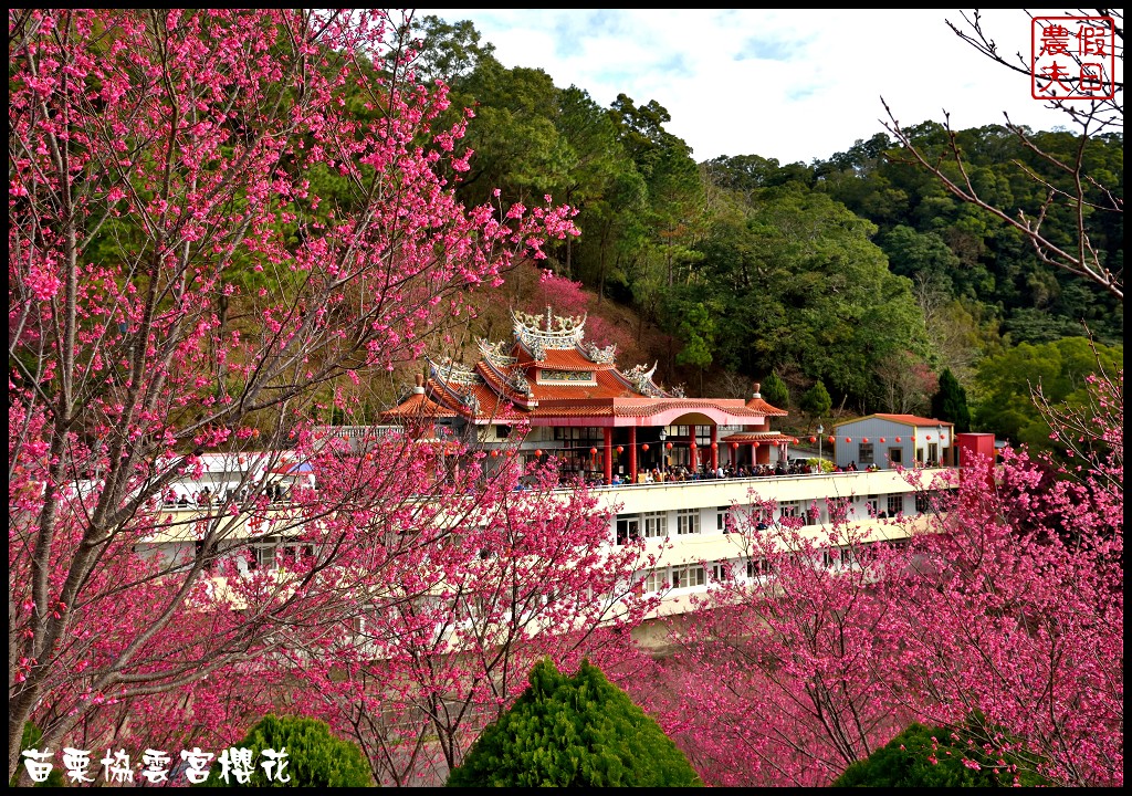 【苗栗賞櫻秘境】獅潭協雲宮．被櫻花包圍的寺廟/交通/停車 @假日農夫愛趴趴照