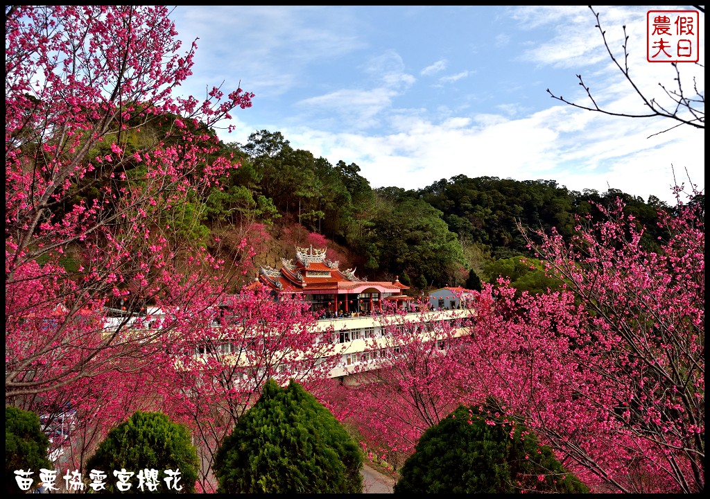 【苗栗賞櫻秘境】獅潭協雲宮．被櫻花包圍的寺廟/交通/停車 @假日農夫愛趴趴照