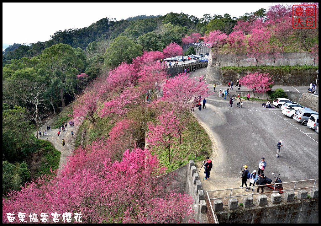 【苗栗賞櫻秘境】獅潭協雲宮．被櫻花包圍的寺廟/交通/停車 @假日農夫愛趴趴照