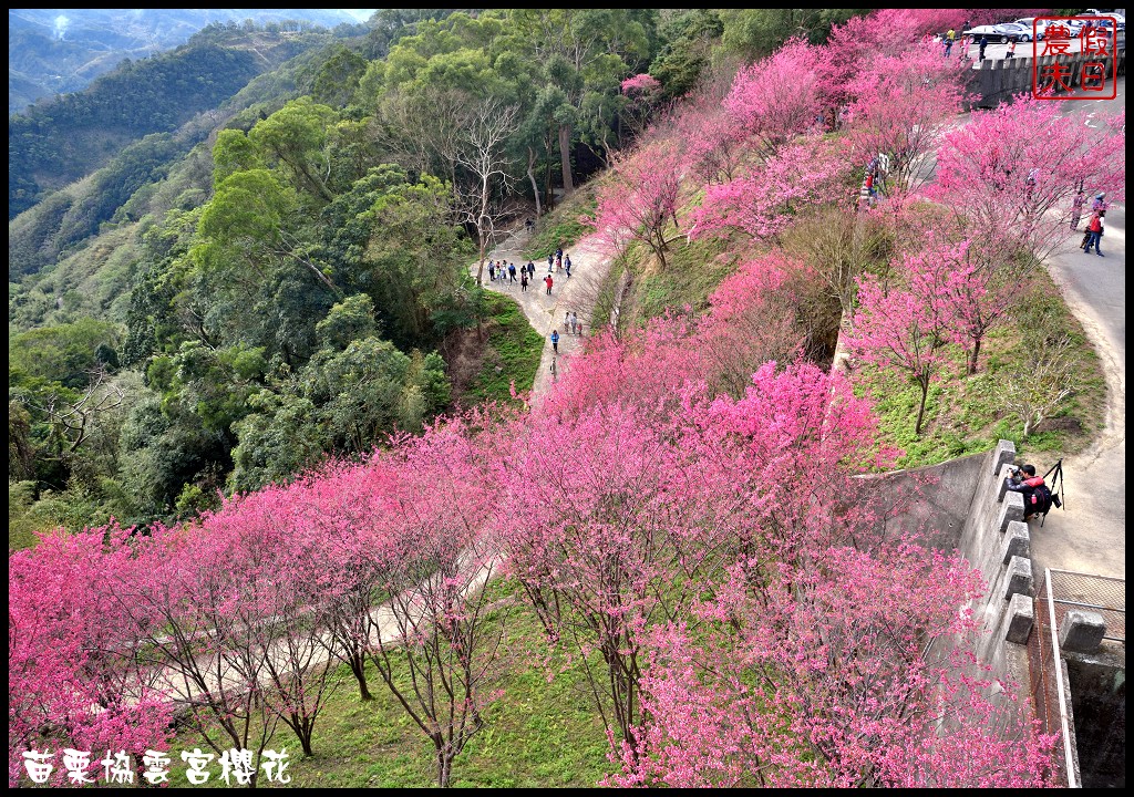 【苗栗賞櫻秘境】獅潭協雲宮．被櫻花包圍的寺廟/交通/停車 @假日農夫愛趴趴照