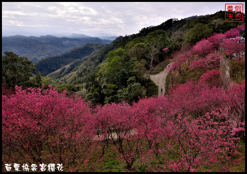 【苗栗賞櫻秘境】獅潭協雲宮．被櫻花包圍的寺廟/交通/停車 @假日農夫愛趴趴照