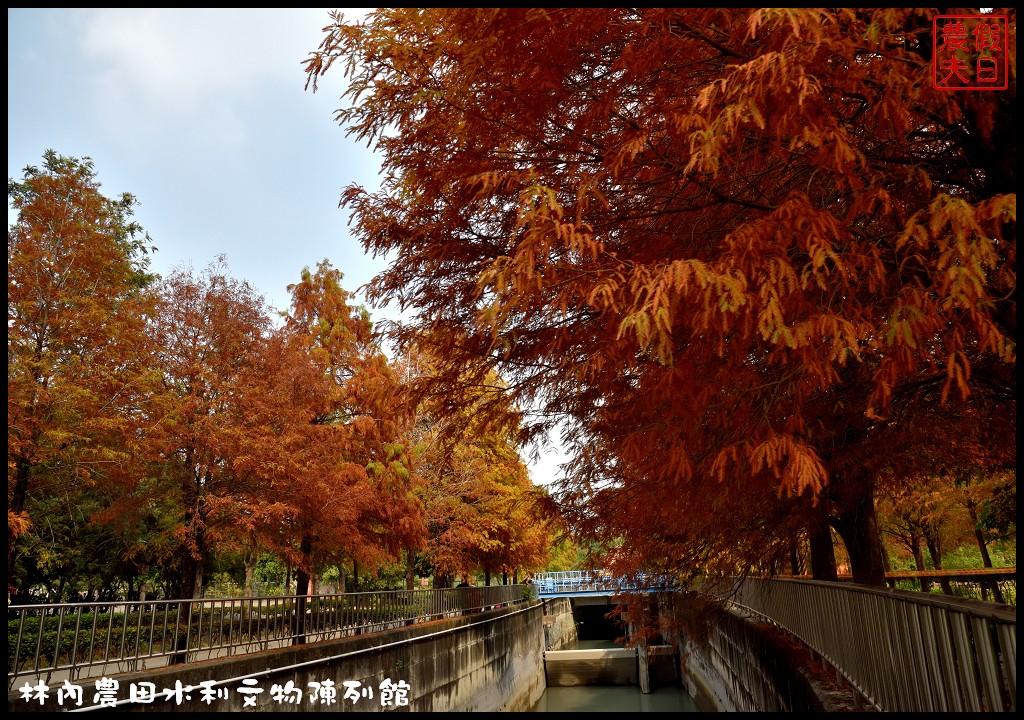 【雲林旅遊】林內農田水利文物陳列館．藏著偶像級漂亮落羽松/國內唯一的羅漢松大道/免門票/一日遊/親子遊 @假日農夫愛趴趴照