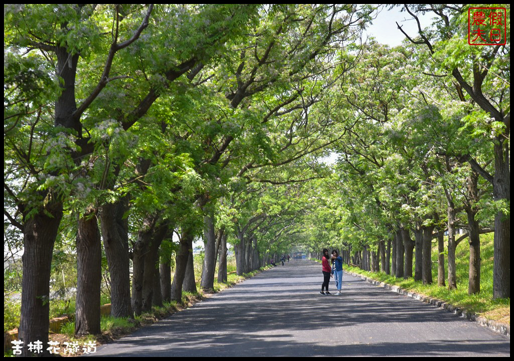 嘉義旅遊|全台最長苦楝花隧道開花了．快來浪漫一夏 @假日農夫愛趴趴照