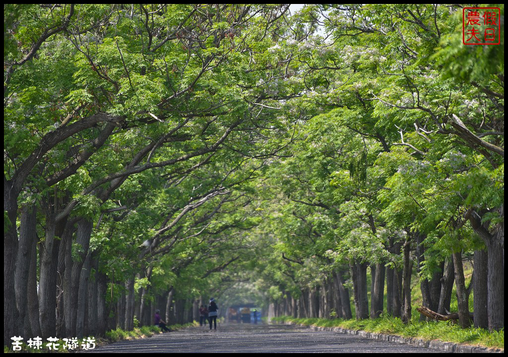 嘉義旅遊|全台最長苦楝花隧道開花了．快來浪漫一夏 @假日農夫愛趴趴照