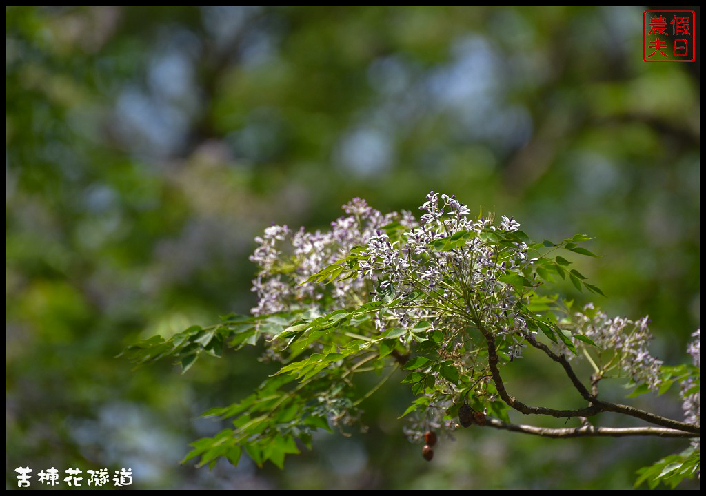 嘉義旅遊|全台最長苦楝花隧道開花了．快來浪漫一夏 @假日農夫愛趴趴照