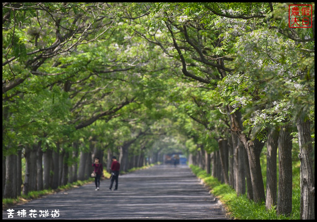 嘉義旅遊|全台最長苦楝花隧道開花了．快來浪漫一夏 @假日農夫愛趴趴照