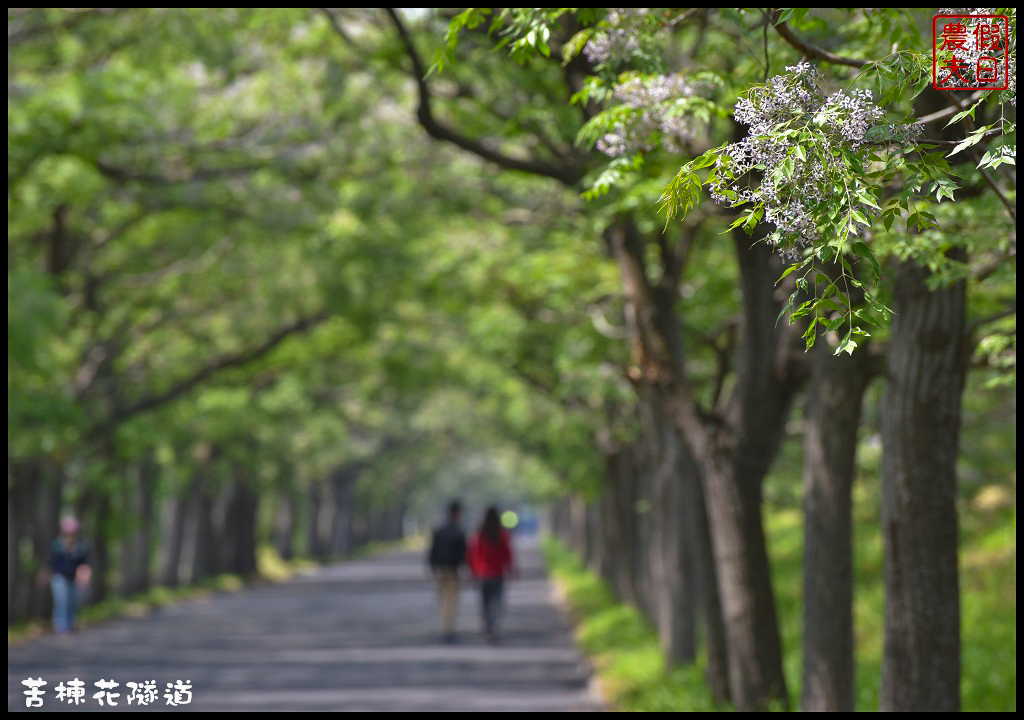 嘉義旅遊|全台最長苦楝花隧道開花了．快來浪漫一夏 @假日農夫愛趴趴照