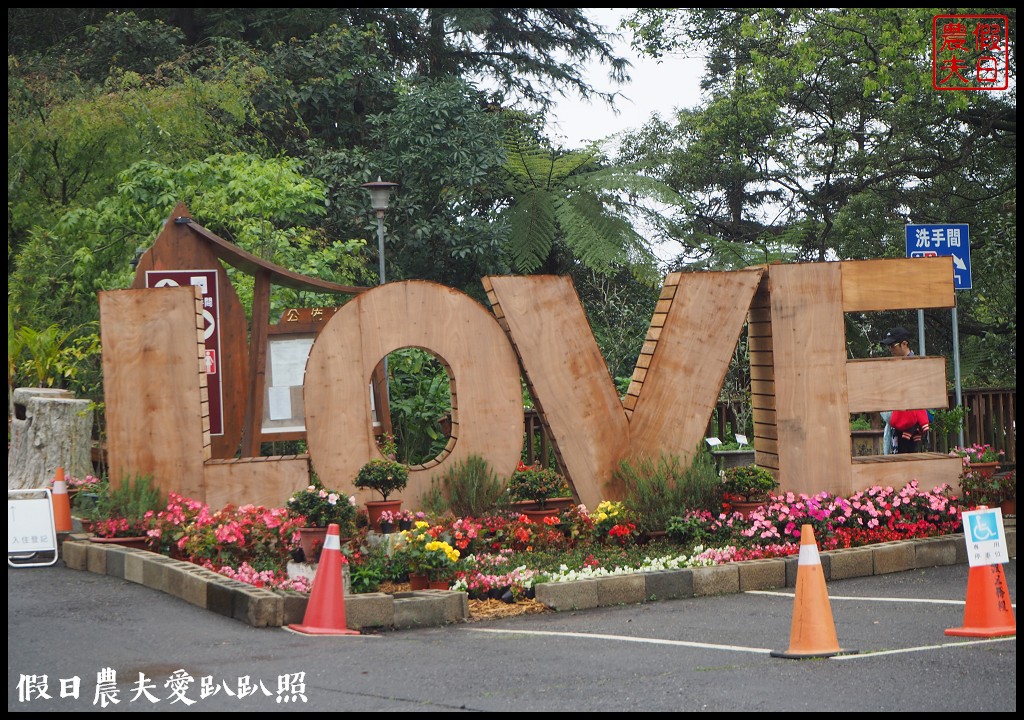 南投景點|鹿谷鳳凰自然教育園區(台大茶園)河津櫻花季．美麗的櫻花隧道盛開真浪漫/魯冰花 @假日農夫愛趴趴照