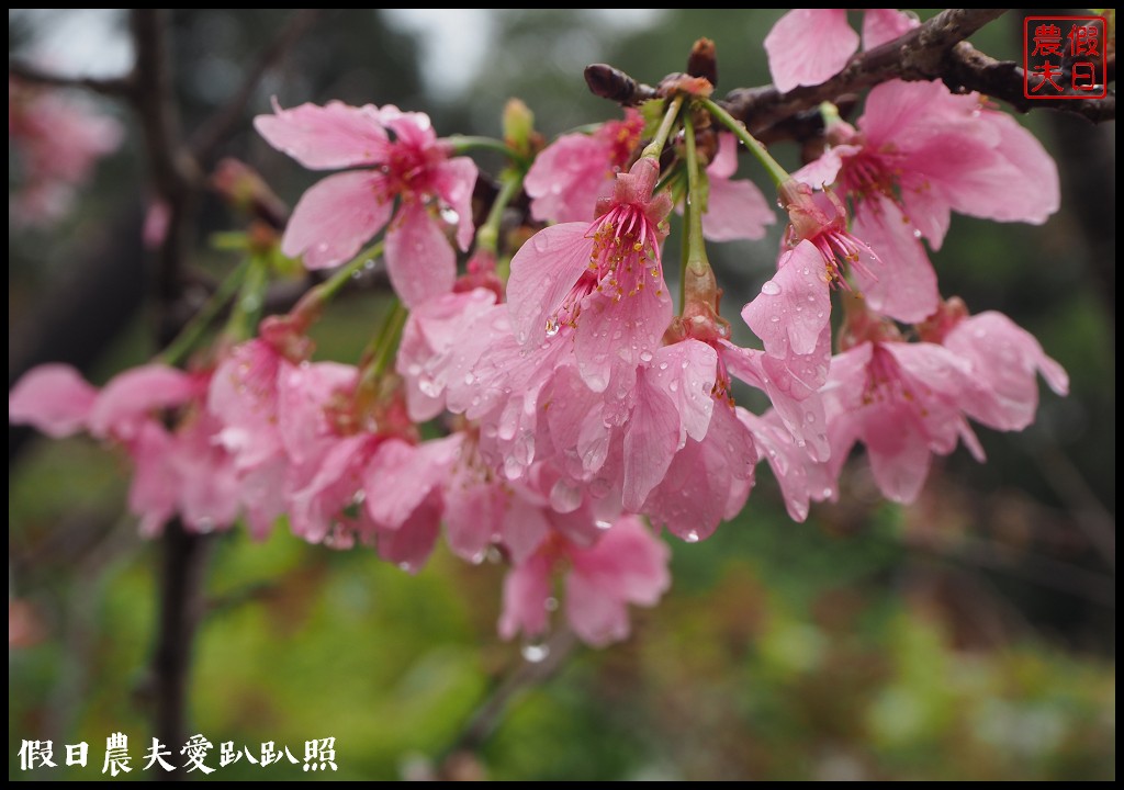 南投景點|鹿谷鳳凰自然教育園區(台大茶園)河津櫻花季．美麗的櫻花隧道盛開真浪漫/魯冰花 @假日農夫愛趴趴照