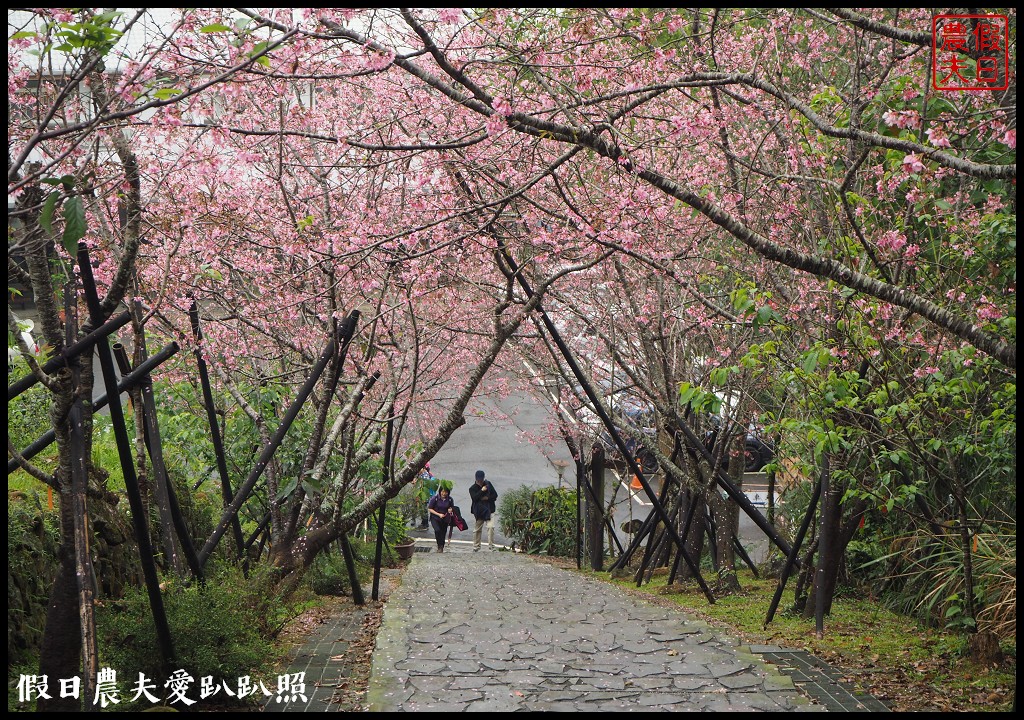 南投景點|鹿谷鳳凰自然教育園區(台大茶園)河津櫻花季．美麗的櫻花隧道盛開真浪漫/魯冰花 @假日農夫愛趴趴照