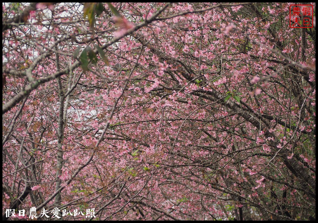 南投景點|鹿谷鳳凰自然教育園區(台大茶園)河津櫻花季．美麗的櫻花隧道盛開真浪漫/魯冰花 @假日農夫愛趴趴照