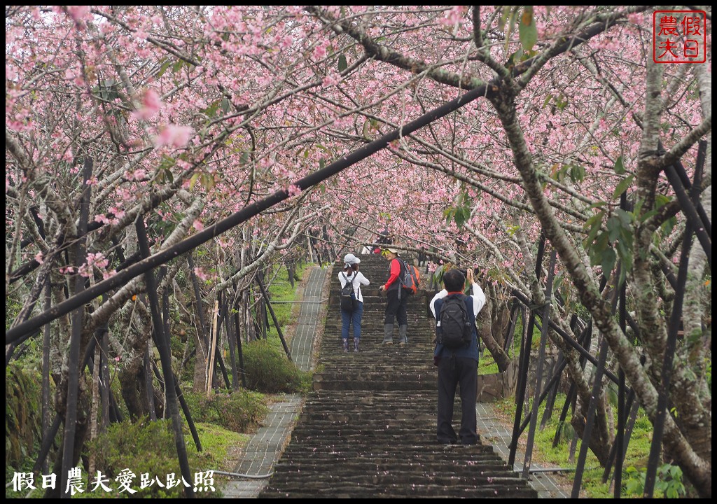 南投景點|鹿谷鳳凰自然教育園區(台大茶園)河津櫻花季．美麗的櫻花隧道盛開真浪漫/魯冰花 @假日農夫愛趴趴照