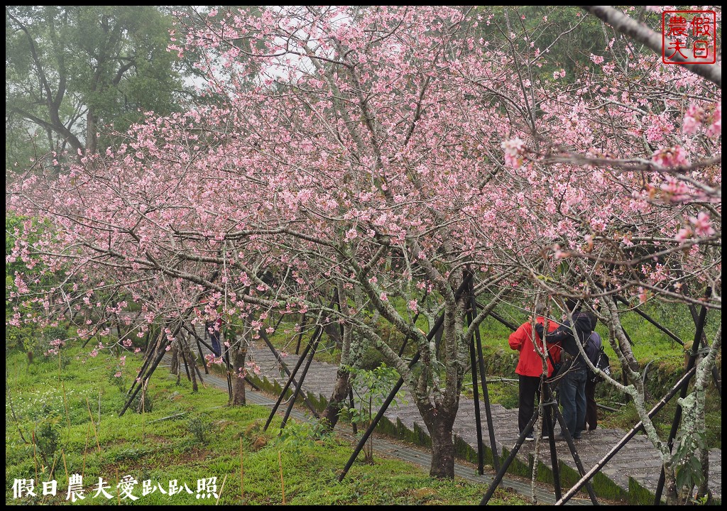 南投景點|鹿谷鳳凰自然教育園區(台大茶園)河津櫻花季．美麗的櫻花隧道盛開真浪漫/魯冰花 @假日農夫愛趴趴照