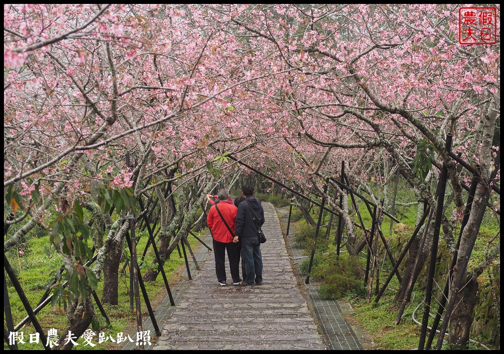 南投景點|鹿谷鳳凰自然教育園區(台大茶園)河津櫻花季．美麗的櫻花隧道盛開真浪漫/魯冰花 @假日農夫愛趴趴照