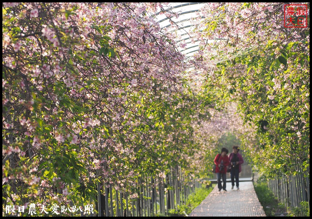 芬園花卉生產休憩園區．150公尺洲府枝垂櫻櫻花隧道浪漫登場 @假日農夫愛趴趴照