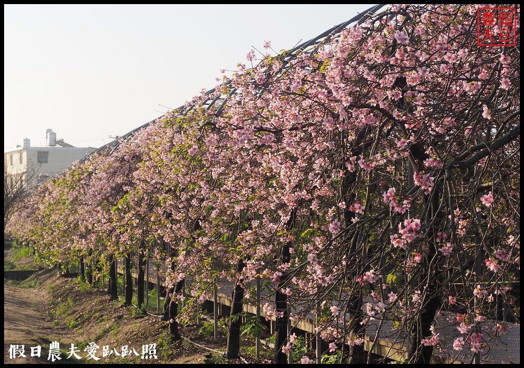 芬園花卉生產休憩園區．150公尺洲府枝垂櫻櫻花隧道浪漫登場 @假日農夫愛趴趴照