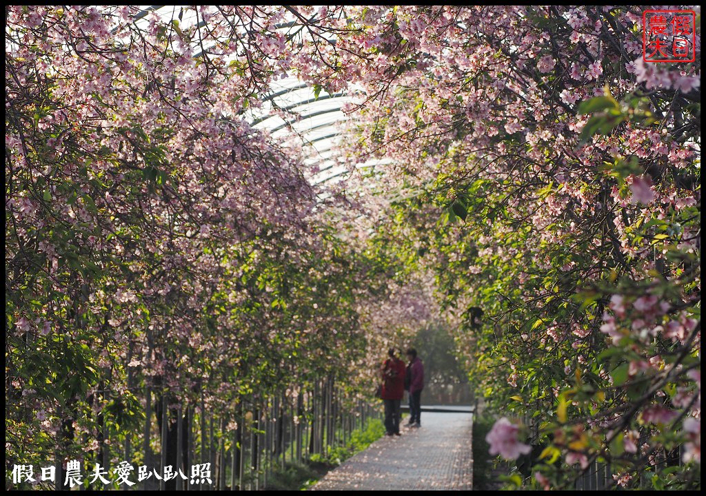 芬園花卉生產休憩園區．150公尺洲府枝垂櫻櫻花隧道浪漫登場 @假日農夫愛趴趴照