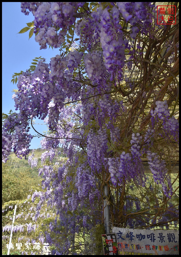 【嘉義景點】瑞里紫藤花季．紫色浪漫幸福藤雲/阿喜紫藤/綠色隧道/蕙茗園/長青居茶鄉民宿/免門票免費參觀/一日遊 @假日農夫愛趴趴照