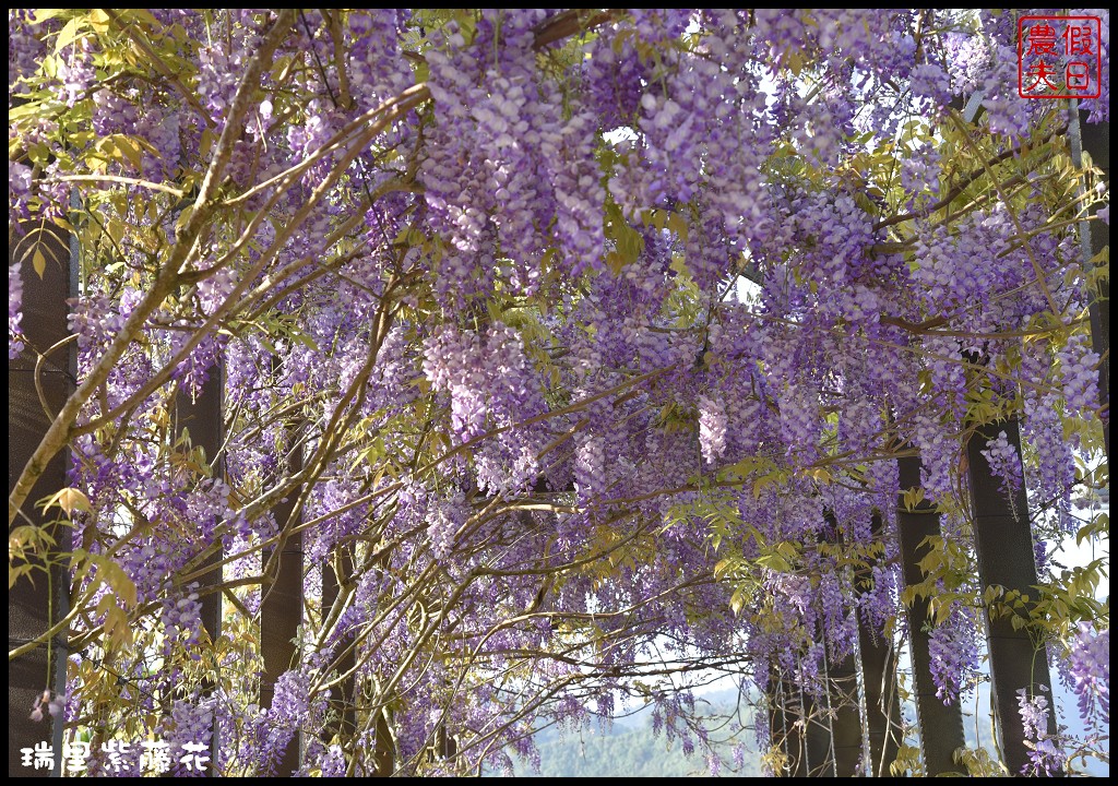 【嘉義景點】瑞里紫藤花季．紫色浪漫幸福藤雲/阿喜紫藤/綠色隧道/蕙茗園/長青居茶鄉民宿/免門票免費參觀/一日遊 @假日農夫愛趴趴照