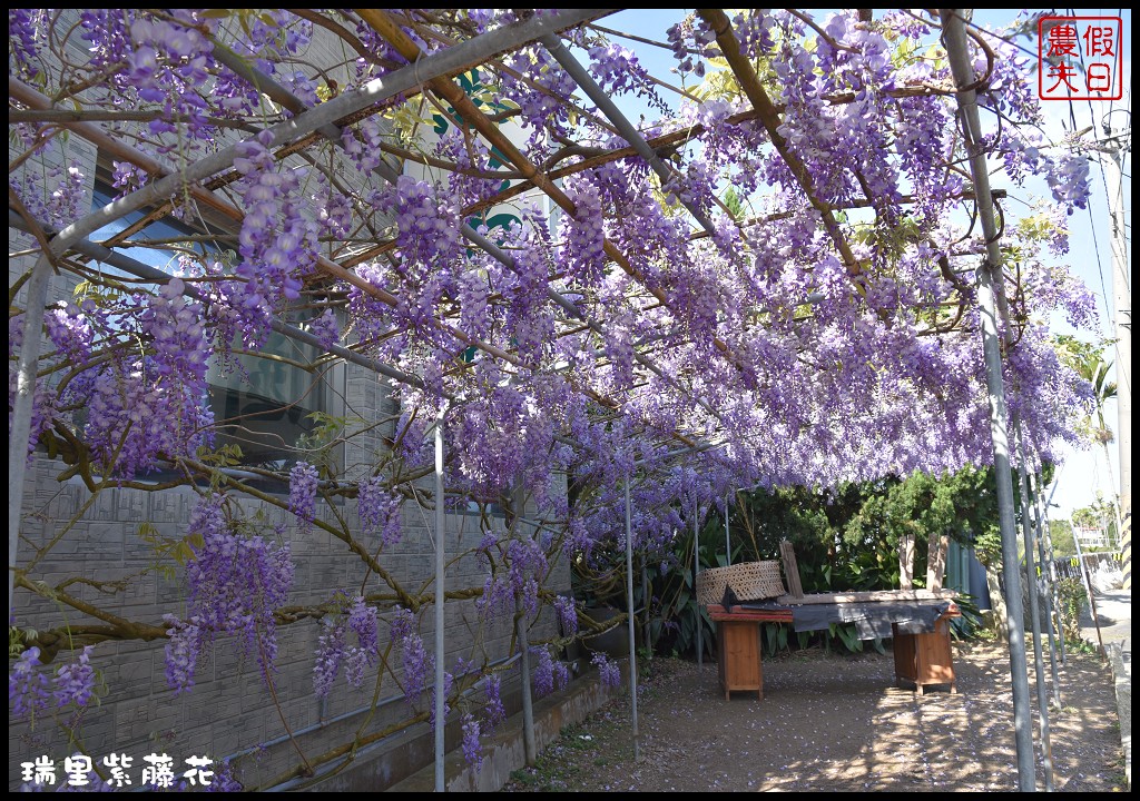 【嘉義景點】瑞里紫藤花季．紫色浪漫幸福藤雲/阿喜紫藤/綠色隧道/蕙茗園/長青居茶鄉民宿/免門票免費參觀/一日遊 @假日農夫愛趴趴照