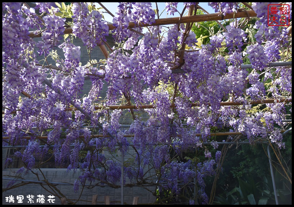 【嘉義景點】瑞里紫藤花季．紫色浪漫幸福藤雲/阿喜紫藤/綠色隧道/蕙茗園/長青居茶鄉民宿/免門票免費參觀/一日遊 @假日農夫愛趴趴照