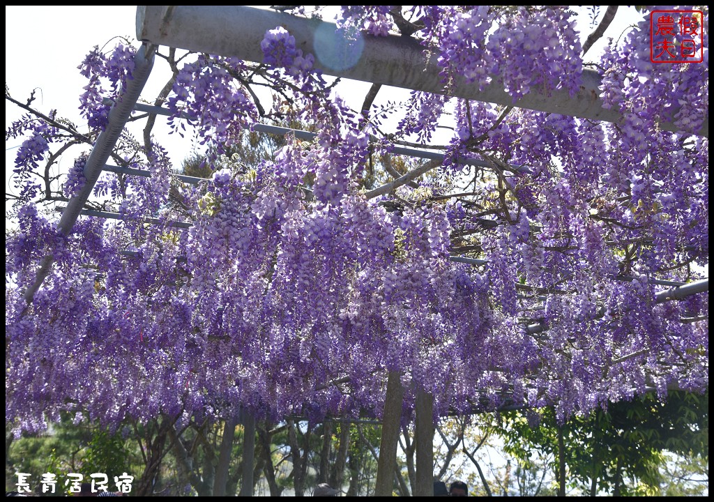 【嘉義景點】瑞里紫藤花季．紫色浪漫幸福藤雲/阿喜紫藤/綠色隧道/蕙茗園/長青居茶鄉民宿/免門票免費參觀/一日遊 @假日農夫愛趴趴照