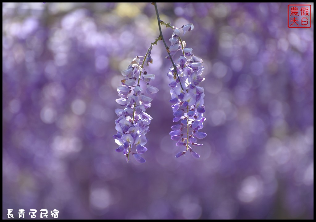 【嘉義景點】瑞里紫藤花季．紫色浪漫幸福藤雲/阿喜紫藤/綠色隧道/蕙茗園/長青居茶鄉民宿/免門票免費參觀/一日遊 @假日農夫愛趴趴照