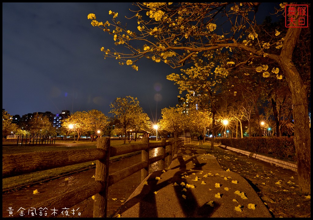 【台中景點】大坑廍子公園‧黃金風鈴木開花了/黃花風鈴木夜拍/賞花步道/免費參觀/一日遊 @假日農夫愛趴趴照