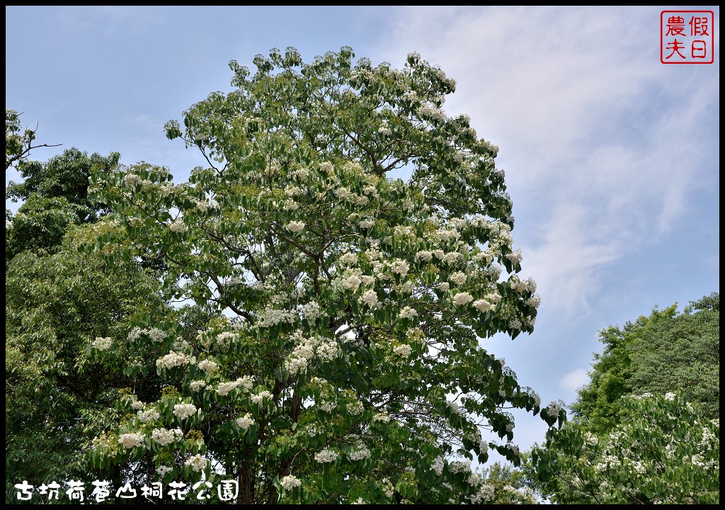 雲林景點|古坑荷苞山桐花公園．雲林客家桐花祭-「浪漫桐雨遊客庄」/一日遊/賞花情報 @假日農夫愛趴趴照