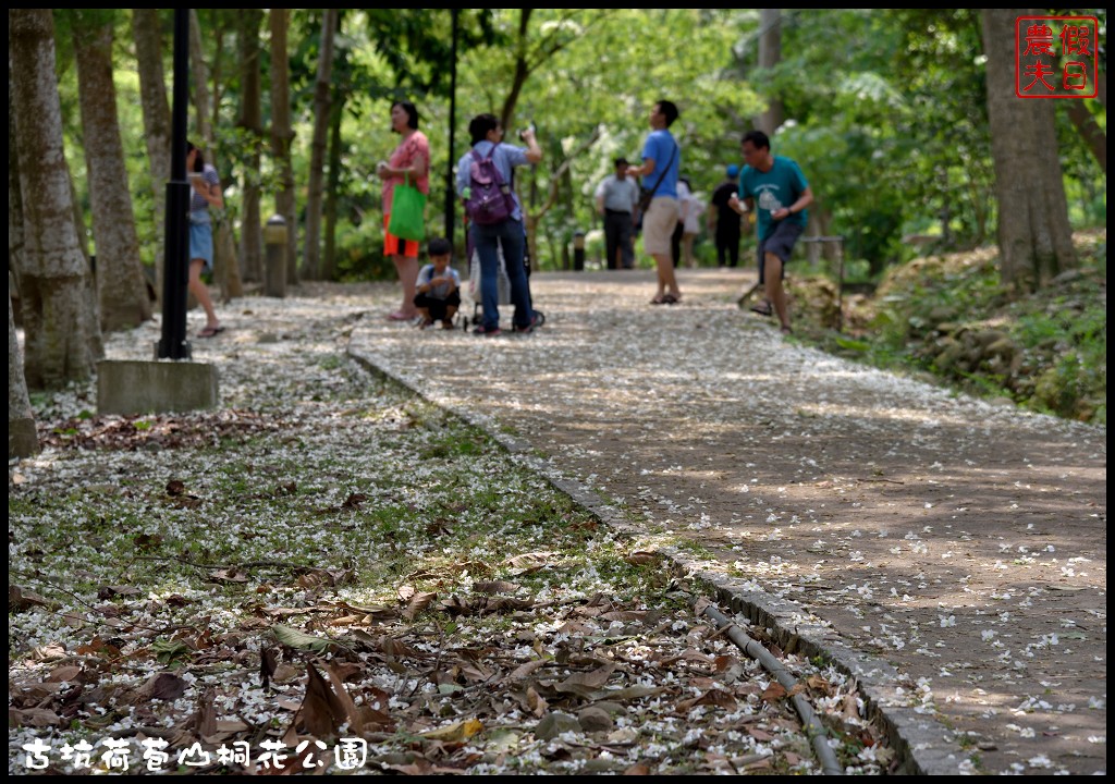 雲林景點|古坑荷苞山桐花公園．雲林客家桐花祭-「浪漫桐雨遊客庄」/一日遊/賞花情報 @假日農夫愛趴趴照