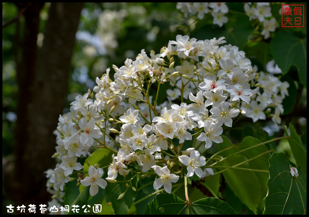 雲林景點|古坑荷苞山桐花公園．雲林客家桐花祭-「浪漫桐雨遊客庄」/一日遊/賞花情報 @假日農夫愛趴趴照