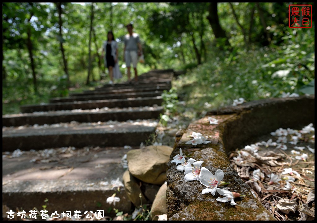 雲林景點|古坑荷苞山桐花公園．雲林客家桐花祭-「浪漫桐雨遊客庄」/一日遊/賞花情報 @假日農夫愛趴趴照