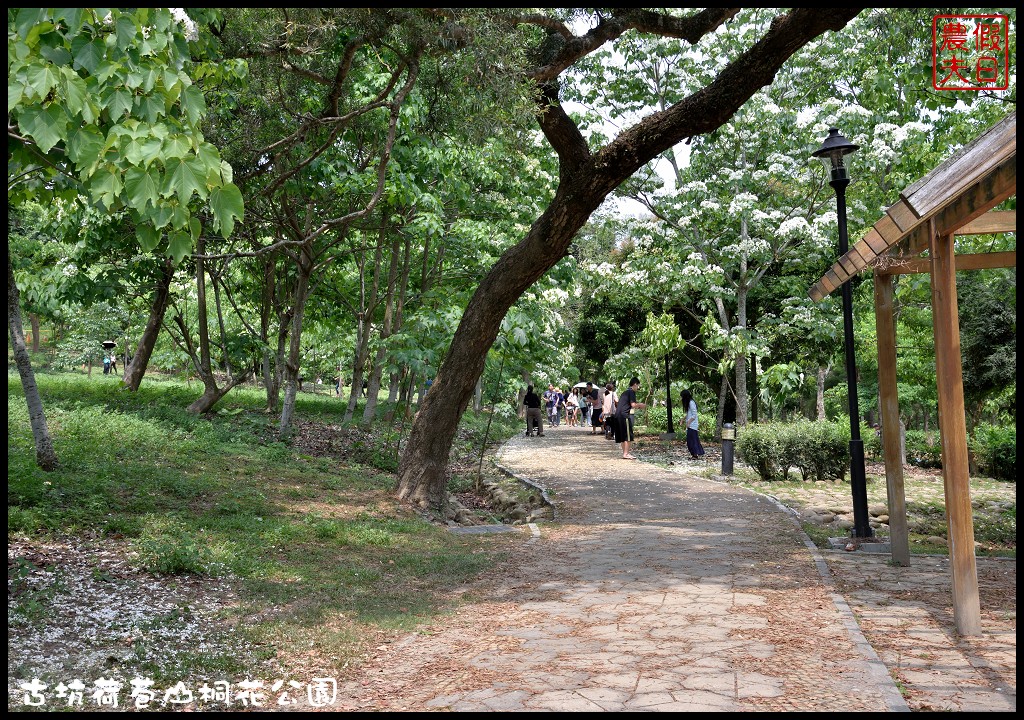 雲林景點|古坑荷苞山桐花公園．雲林客家桐花祭-「浪漫桐雨遊客庄」/一日遊/賞花情報 @假日農夫愛趴趴照