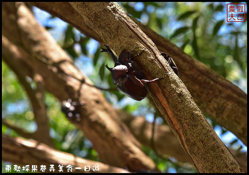 台中旅遊美食 | 東勢一日輕旅行．採果蝶谷巴特DIY+巷弄美食尋飽圖/梨果巴士/一日遊/親子遊 @假日農夫愛趴趴照