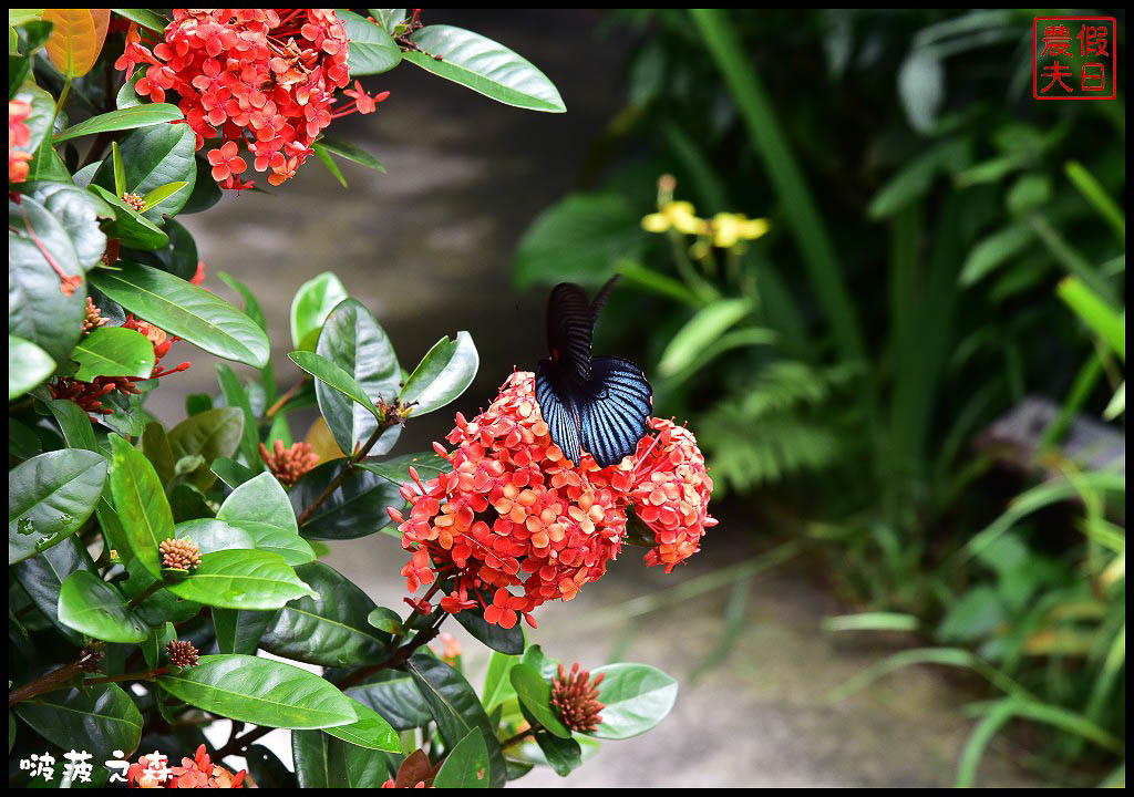 新竹尖石 | 啵菠之森PotagerDeCote．綠野森活好時光/自家菜園小農食材吃得健康 @假日農夫愛趴趴照