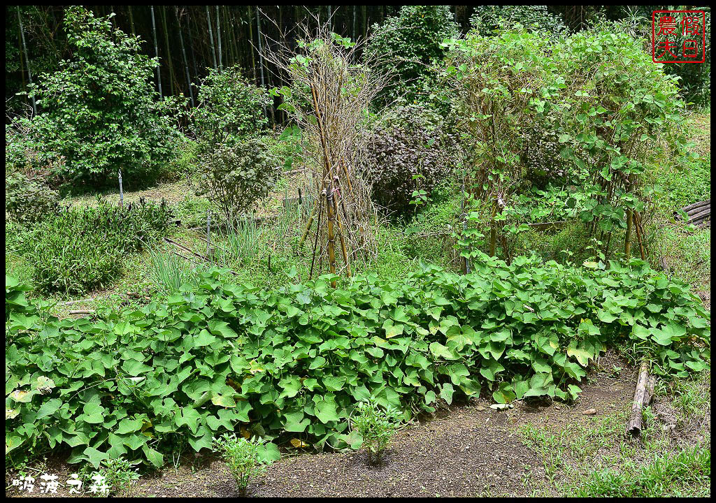 新竹尖石 | 啵菠之森PotagerDeCote．綠野森活好時光/自家菜園小農食材吃得健康 @假日農夫愛趴趴照