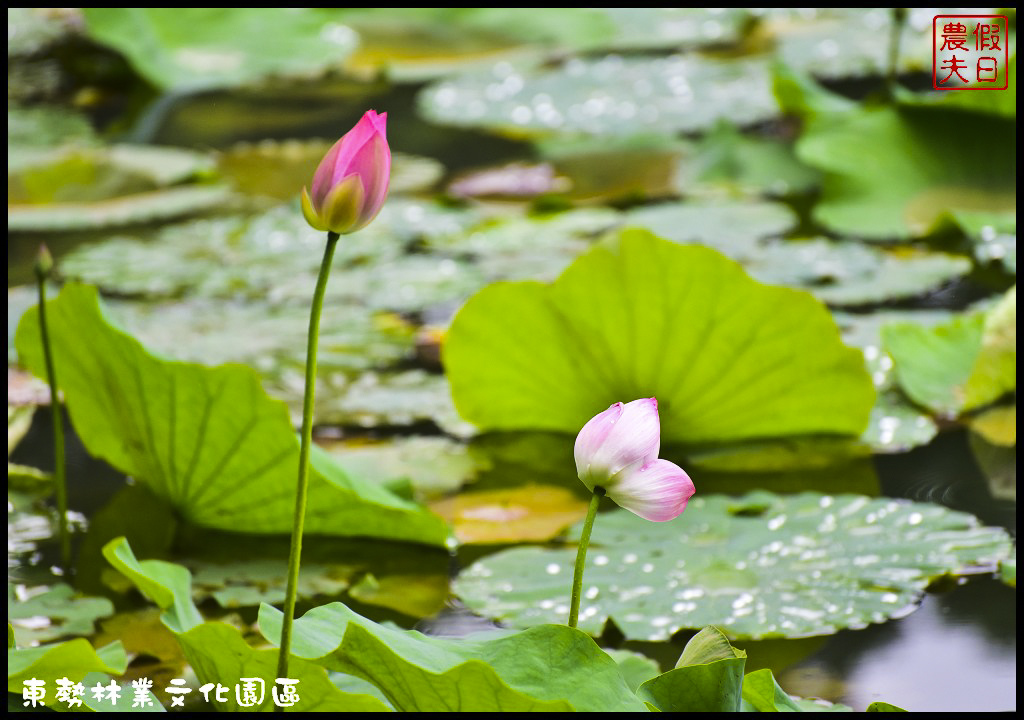 台中景點 | 東勢國際木雕藝術暨林業文化園區．超大的生態荷花池免費參觀/賞花秘境/鳳凰花/一日遊 @假日農夫愛趴趴照