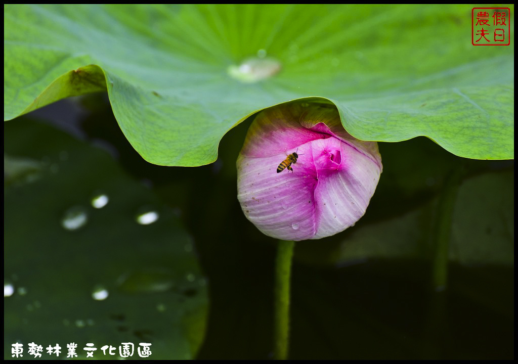 台中景點 | 東勢國際木雕藝術暨林業文化園區．超大的生態荷花池免費參觀/賞花秘境/鳳凰花/一日遊 @假日農夫愛趴趴照