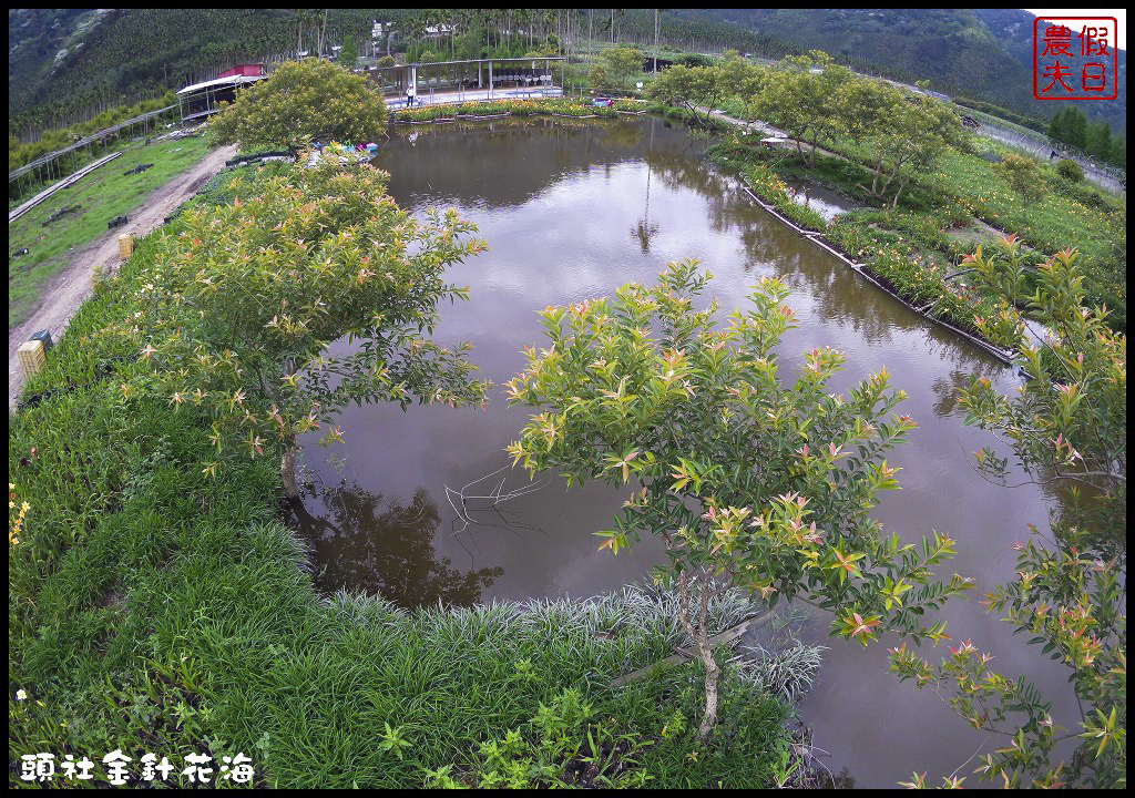 南投魚池景點 | 頭社金針花海．全台唯一水上賞金針花/水社柳大道/日月潭金針花園區/賞花秘境/一日遊/賞花 @假日農夫愛趴趴照