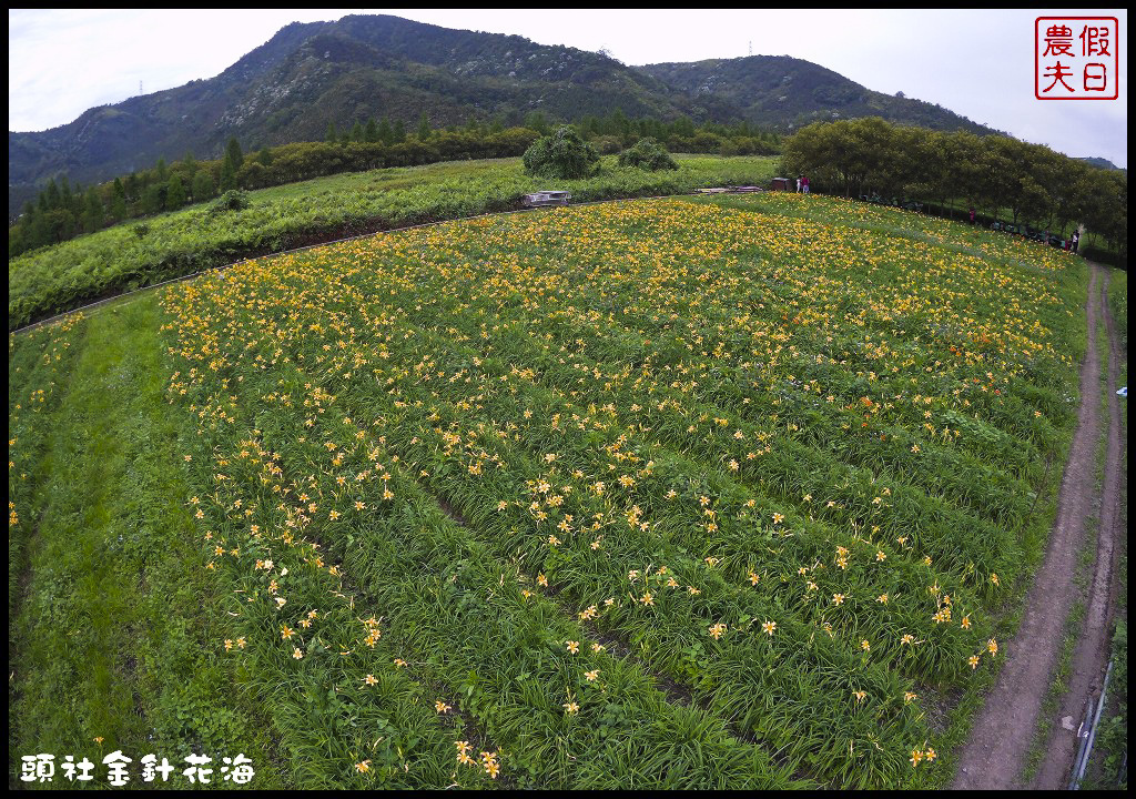 南投魚池景點 | 頭社金針花海．全台唯一水上賞金針花/水社柳大道/日月潭金針花園區/賞花秘境/一日遊/賞花 @假日農夫愛趴趴照