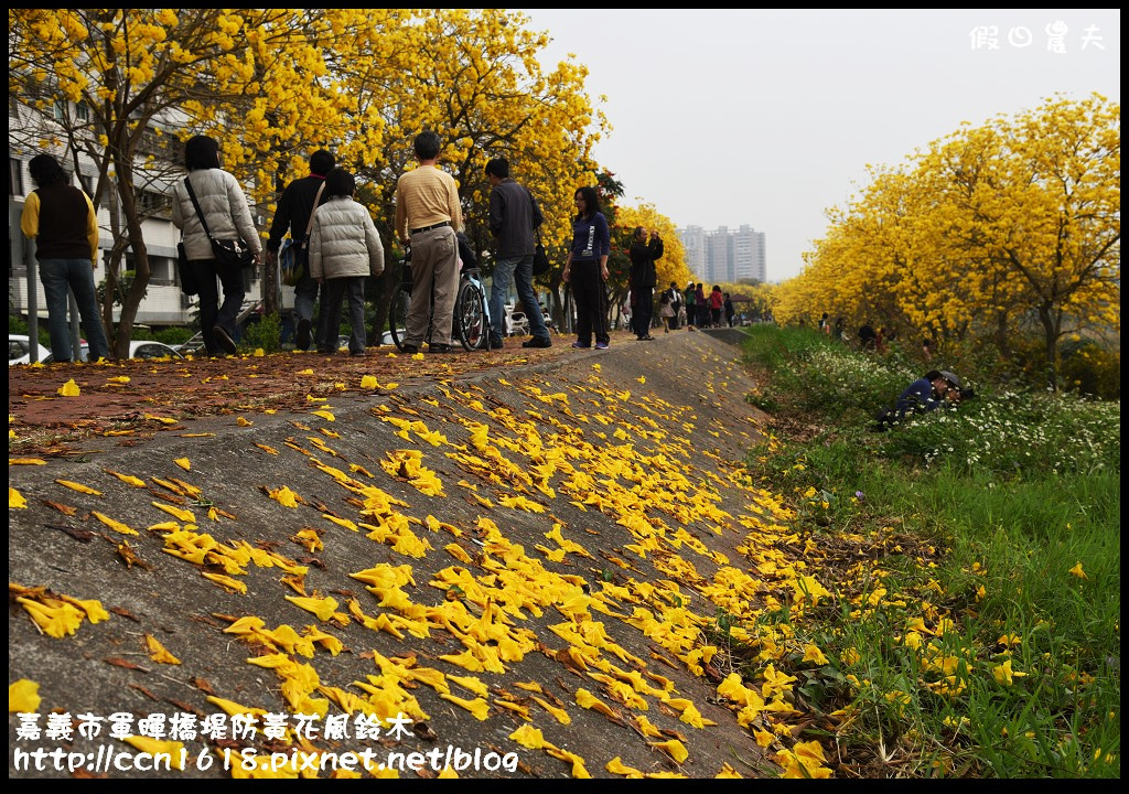 【嘉義旅遊】嘉義賞花二日遊．住里亞環島行旅輕鬆上阿里山賞櫻花/瑞里紫滕花季/黃花風鈴木/苦戀花隧道 @假日農夫愛趴趴照